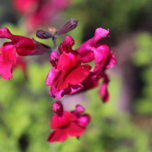 Salvia Killer Cranberry -Microphylla