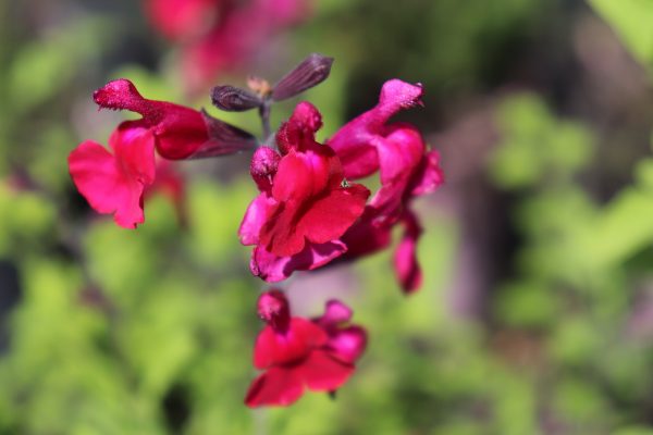 Salvia Killer Cranberry -Microphylla