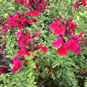 Salvia Margaret Arnold - Microphylla