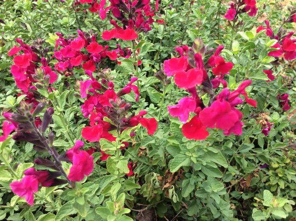 Salvia Margaret Arnold - Microphylla