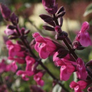 Salvia Mulberry Jam- Involucrata