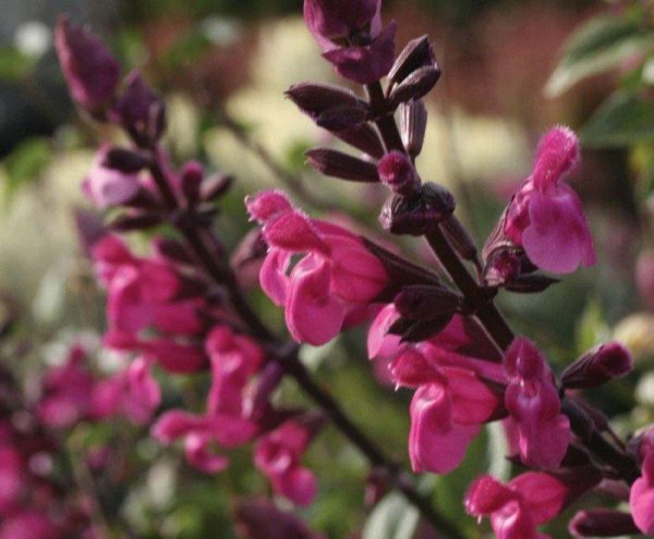 Salvia Mulberry Jam- Involucrata