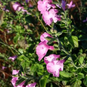 Salvia Musk- Microphylla