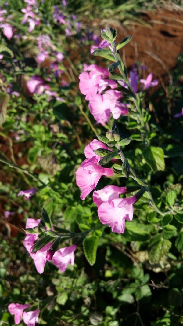 Salvia Musk- Microphylla