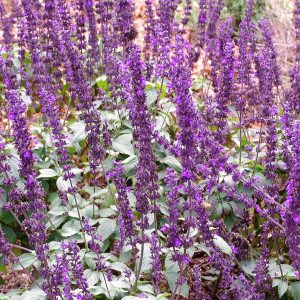 Salvia Mystic Spires Blue -Longspicata