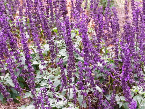 Salvia Mystic Spires Blue -Longspicata