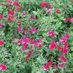Salvia Navajo Bright Red - Greggii