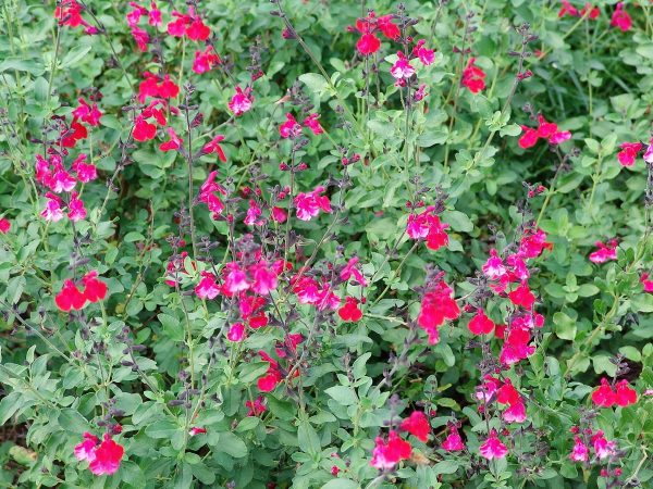 Salvia Navajo Bright Red - Greggii