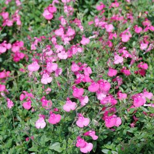Salvia Pink Blush- Microphylla