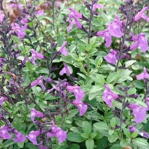 Salvia Navajo Purple -Greggii