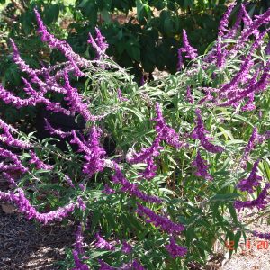 Salvia Leucantha Red Harry