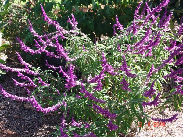Salvia Leucantha Red Harry