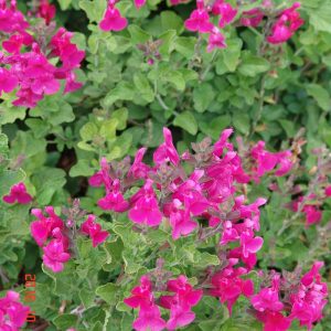 Salvia san Carlos Festival- Microphylla