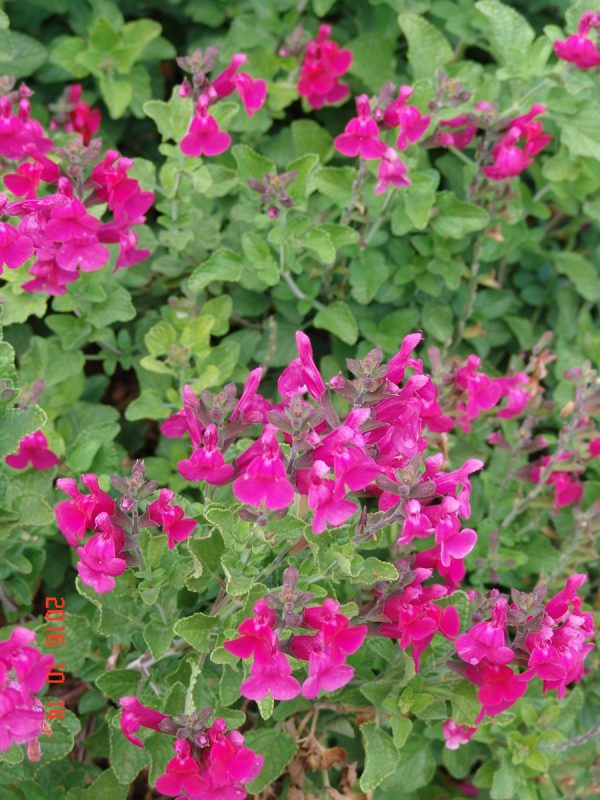 Salvia san Carlos Festival- Microphylla