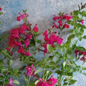 Salvia Sierra Red -Greggii