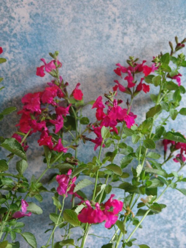Salvia Sierra Red -Greggii