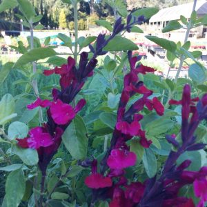 Salvia Silas Dyson