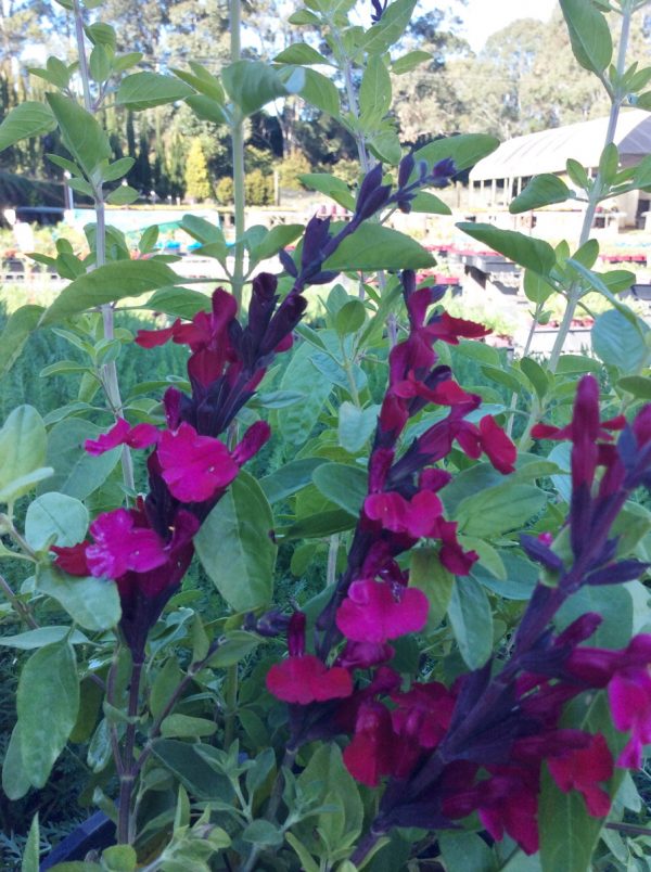 Salvia Silas Dyson