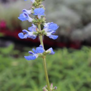 Salvia Ulignosa- Bog Sage