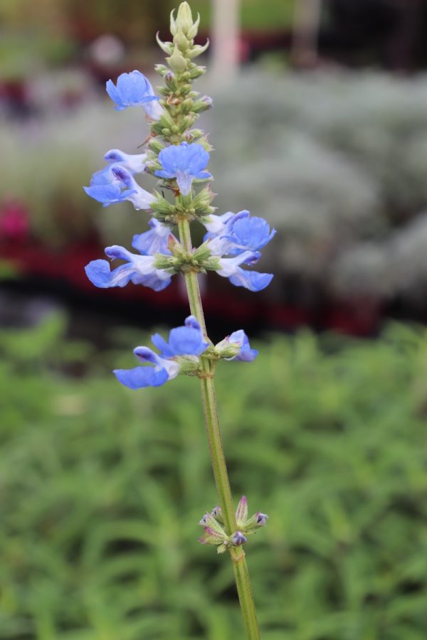 Salvia Ulignosa- Bog Sage
