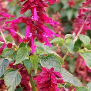 Salvia Van Houtii - Splendens