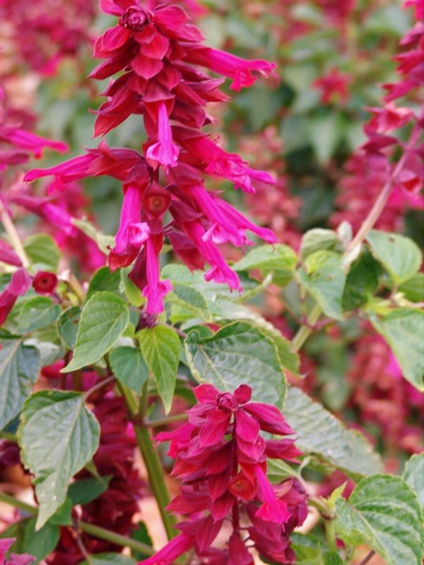 Salvia Van Houtii - Splendens