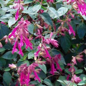 Salvia Wendy's Wish - Buchananii