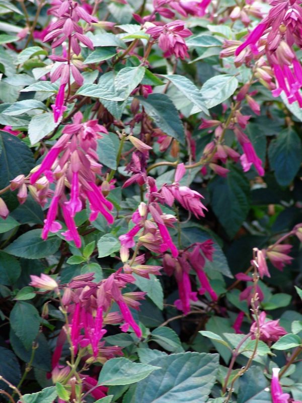 Salvia Wendy's Wish - Buchananii