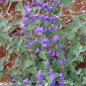Salvia Chaemaedroides
