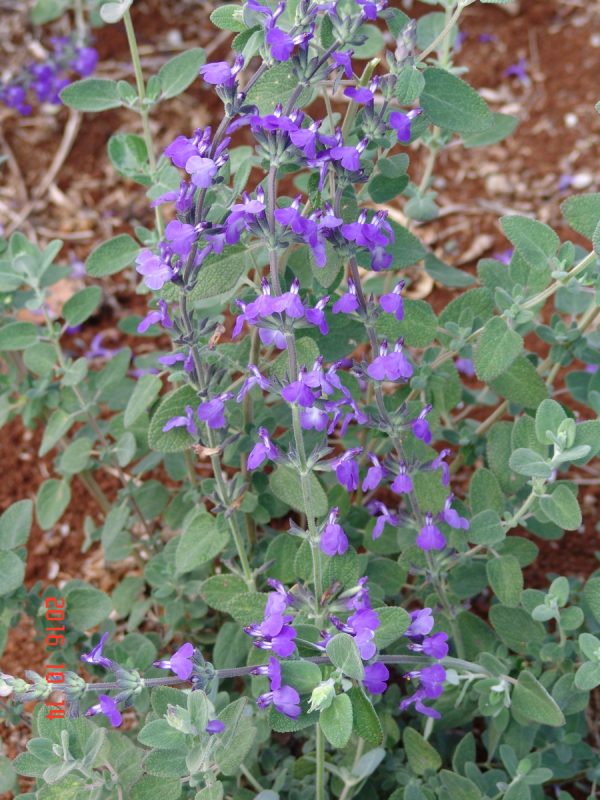 Salvia Chaemaedroides