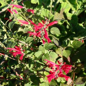 Salvia Elegans- Pineapple Sage