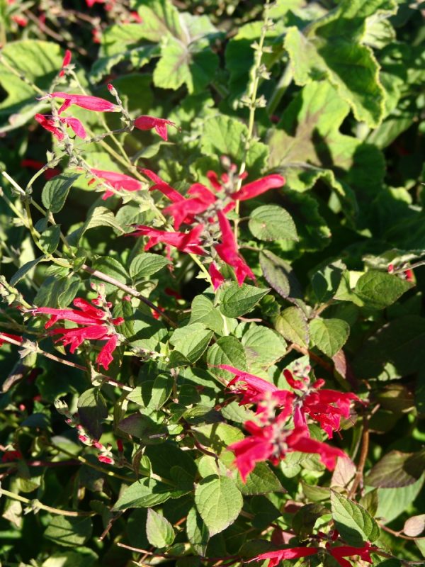 Salvia Elegans- Pineapple Sage