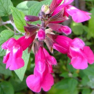 Salvia Joan -Involucrata