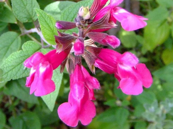 Salvia Joan -Involucrata