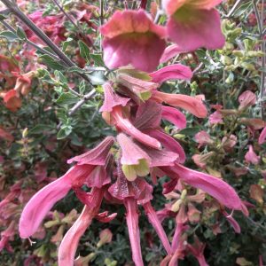 Salvia Lanceolata Dull Rose