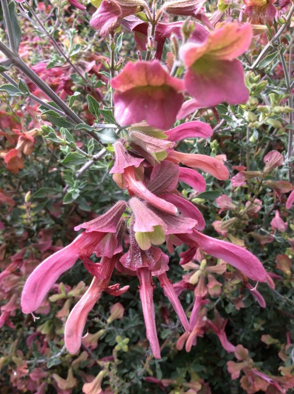 Salvia Lanceolata Dull Rose