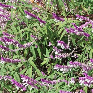 Salvia Leucantha