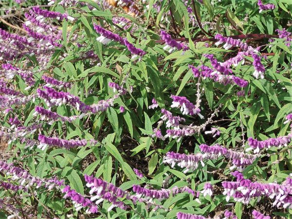 Salvia Leucantha