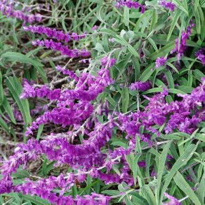 Salvia leucantha purple - Midnight