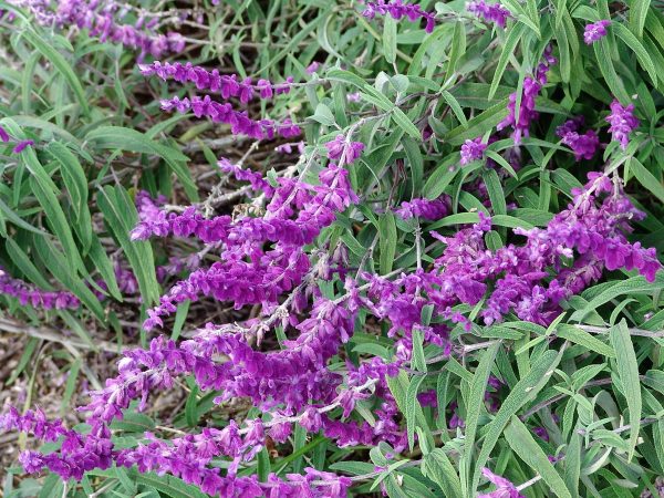 Salvia leucantha purple - Midnight