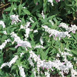 Salvia leucantha Pink Velour