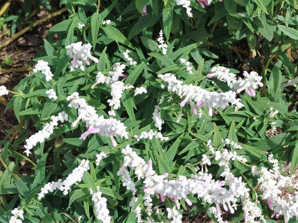 Salvia leucantha Pink Velour