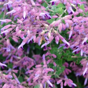 Salvia semiatrata