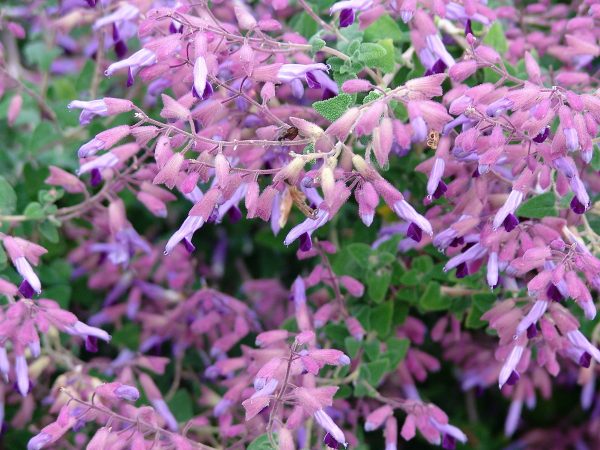 Salvia semiatrata