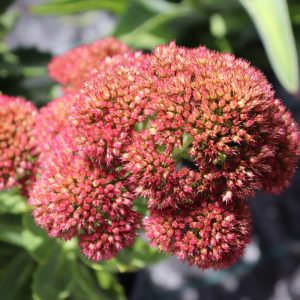 Sedum Autumn joy