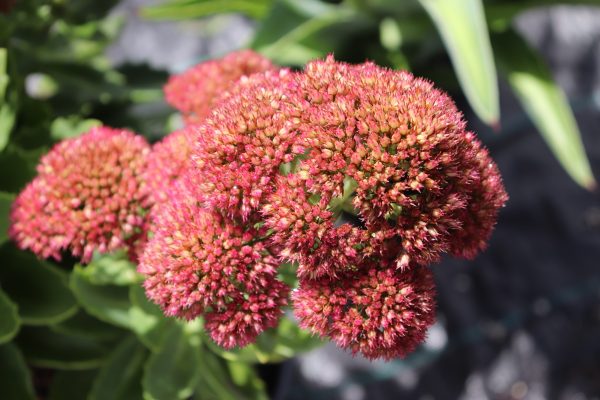 Sedum Autumn joy
