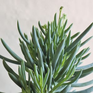 Seneccio mandralacea