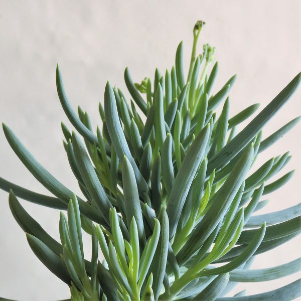 Seneccio mandralacea