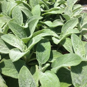 Stachys Big Ears