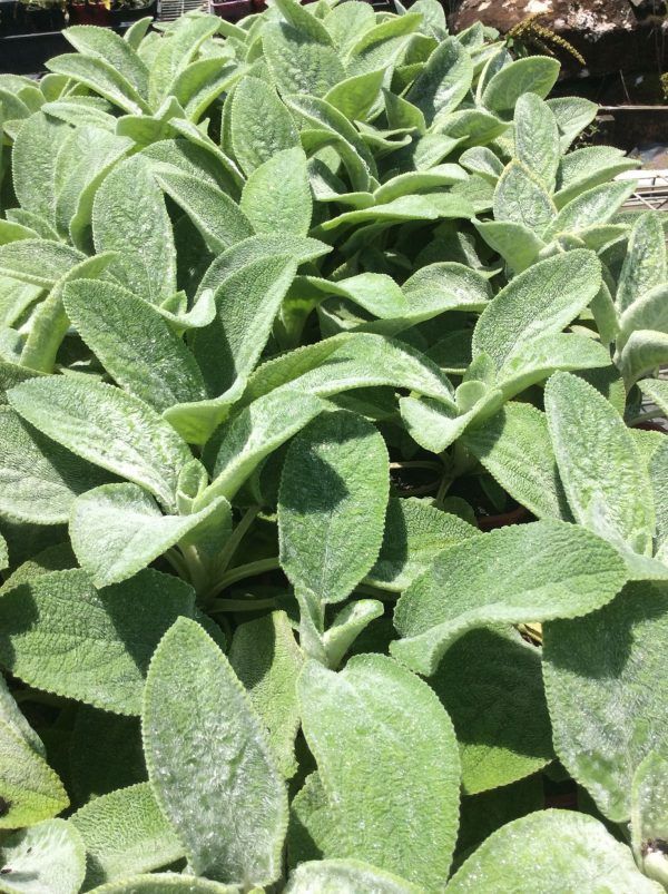 Stachys Big Ears